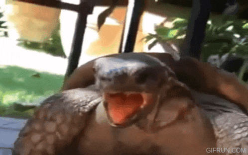 a turtle with its mouth open is being held by someone .