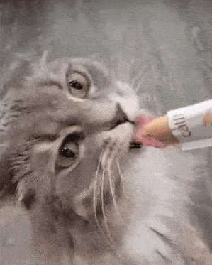 a close up of a cat eating a pencil from a tube .