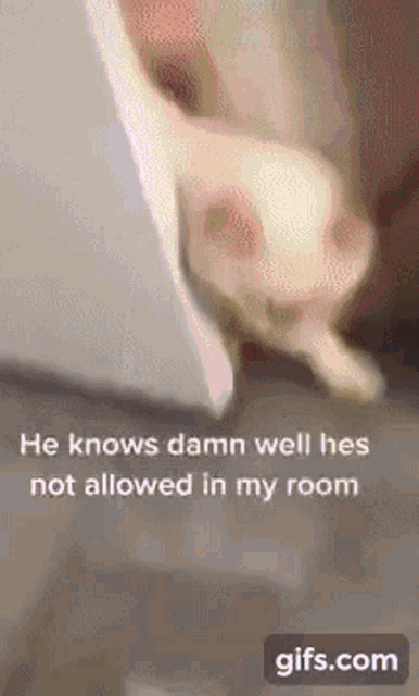 a gif of a cat with the words he knows damn well hes not allowed in my room