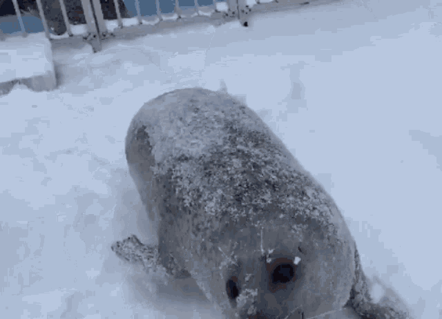 seal-snow.gif