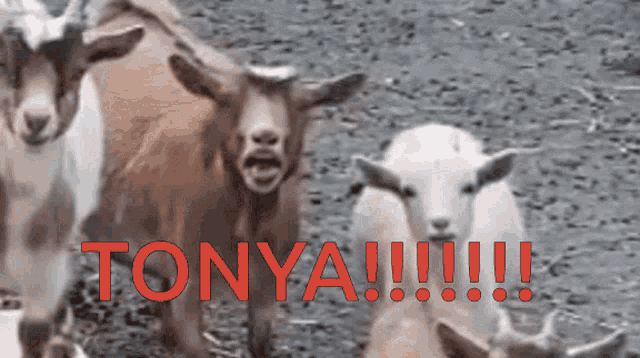 Tonya Goa Goa GIF - Tonya Goa Goa Goat GIFs