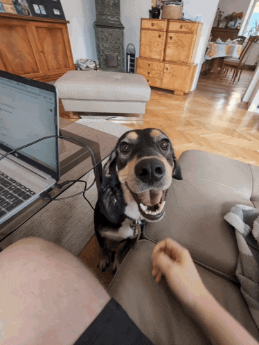 a dog sitting on a couch with its mouth open and a laptop on the table