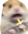 Cross Hamster GIF - Cross Hamster Hamster GIFs