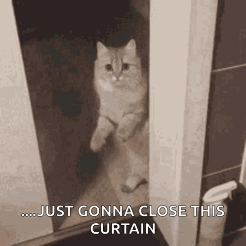Cat Close Door GIF - Cat Close Door GIFs