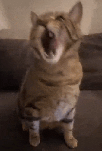 a cat is yawning while standing on a couch .