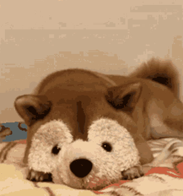 a brown dog is laying on its back with a stuffed animal on its head .