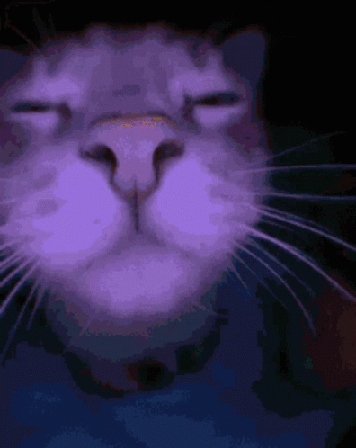 Cat Jamming GIF - Cat Jamming GIFs