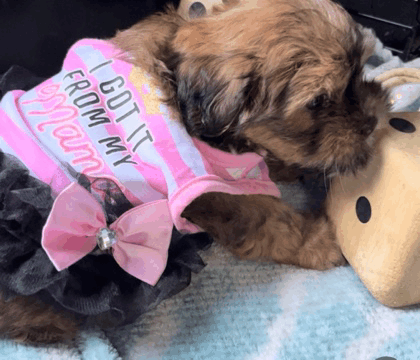 a puppy wearing a pink and white shirt that says i got it from my unicorn