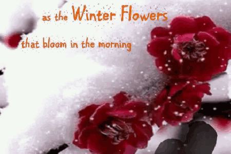 red flowers in the snow with the words " as the winter flowers that bloom in the morning " above them