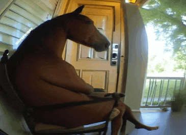 a horse is sitting in a chair with its legs crossed