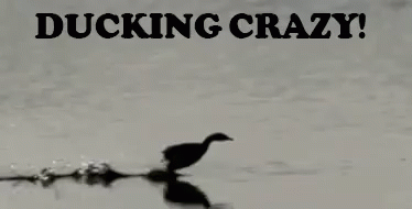 Ducking Crazy - Ducking GIF - Ducking Ducking Crazy Ducks GIFs