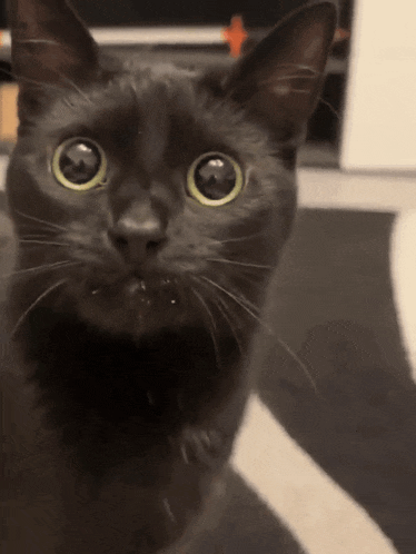 a close up of a black cat with big eyes
