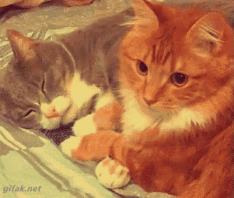 two cats are laying on a bed and one is sleeping