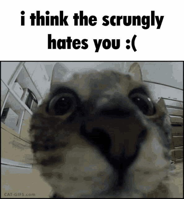 a close up of a cat 's face with the words i think the scrunugly hates you below it