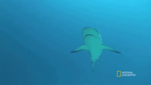 Swimming When Sharks Attack GIF - Swimming When Sharks Attack Hungry GIFs