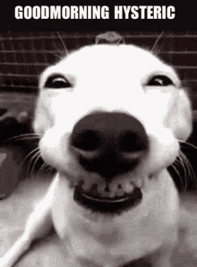 a white dog is smiling in a black and white photo with the words `` good morning hysteric '' .