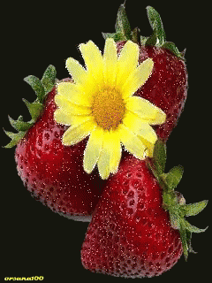 Stroberry Flower GIF - Stroberry Flower GIFs