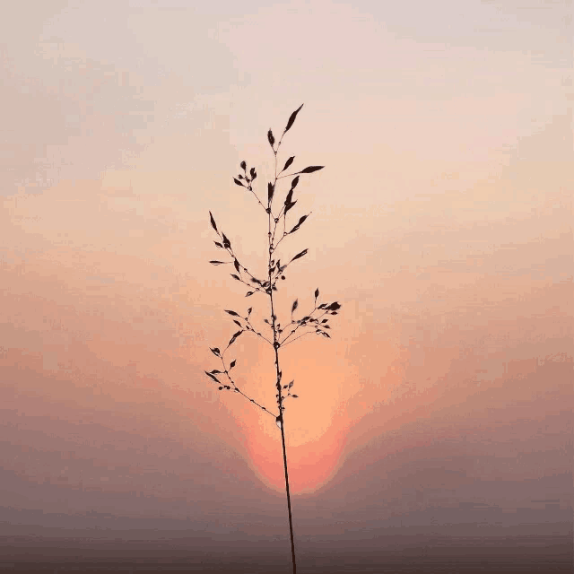 a plant silhouetted against a sunset sky with the sun in the background