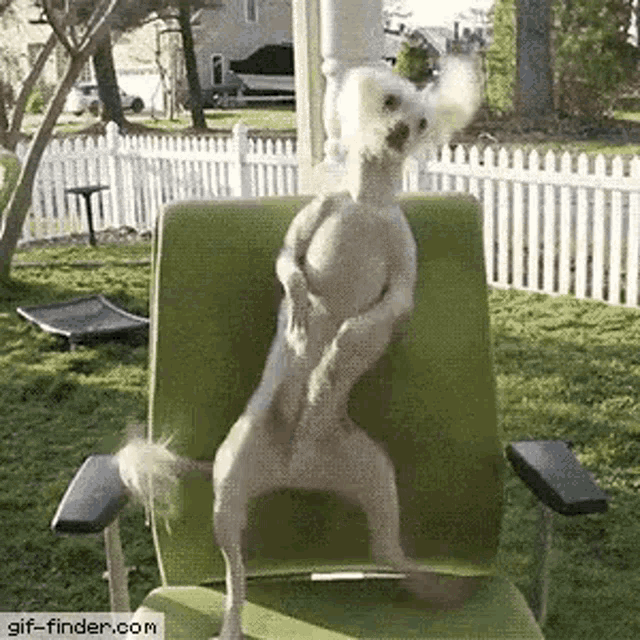 Party Time Dog GIF
