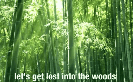 Lets Get Lost Into The Woods GIF - Lets Get Lost Into The Woods GIFs