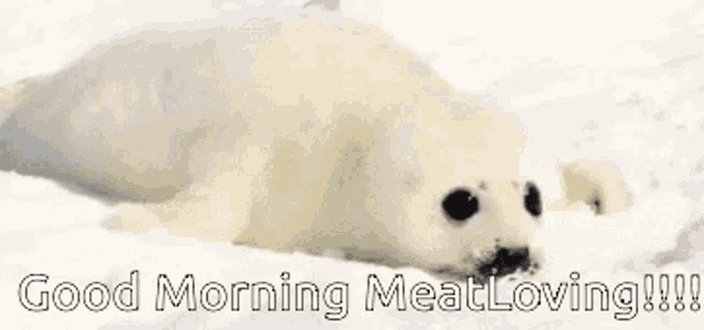 a seal puppy is laying in the snow and says good morning meatloving