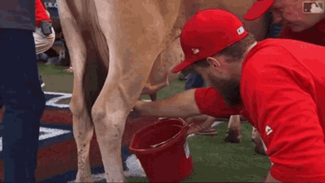 Jared Walsh Cow Milking GIF - Jared Walsh Cow Milking GIFs
