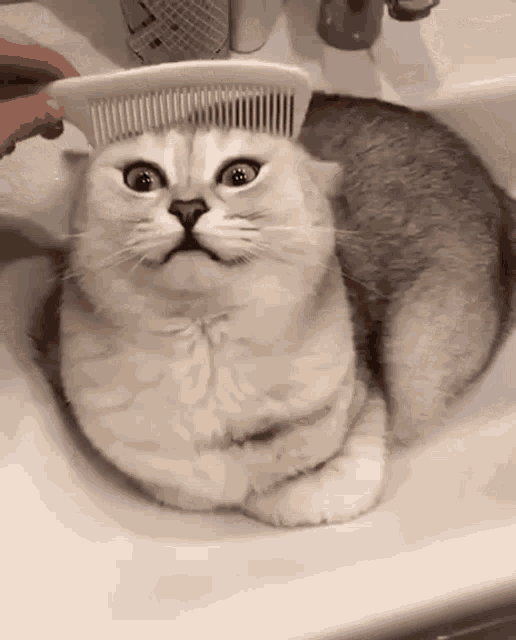 a cat is being combed in a sink with a comb on its head .