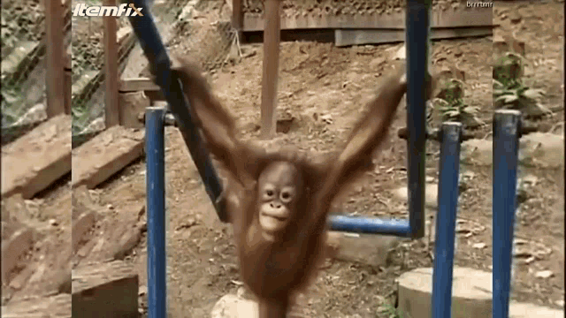a baby orangutan is hanging upside down on a bar in a video from itemix