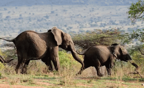 Stampede GIF - Elephant Herd Stampede GIFs