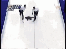 Ice Curling GIF - Ice Curling Cats GIFs