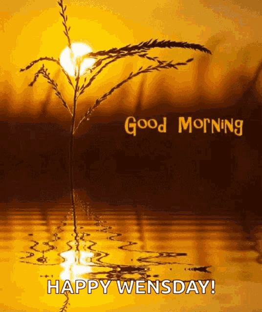 a picture of a plant in the water with the words good morning and happy wednesday