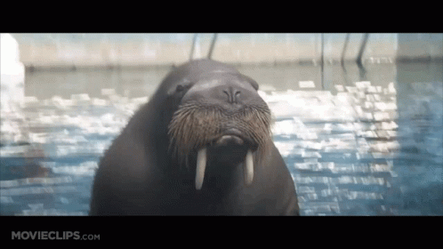 50first Dates Jocko The Walrus GIF - 50first Dates Jocko The Walrus Walrus GIFs