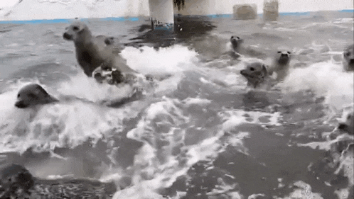 a group of seals are swimming in the water and playing with each other .