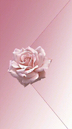 a single white rose is sitting on a pink surface .