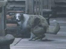 a dog is standing on its hind legs on a wooden floor in a dark room