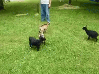 Deal With It Goat GIF - Deal With It Goat Attack GIFs