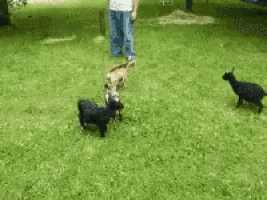a group of goats are playing in the grass with a person standing in the background
