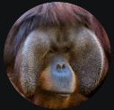 a close up of a monkey 's face in a circle on a black background
