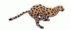 Cheetah Running GIF - Cheetah Running Dash GIFs