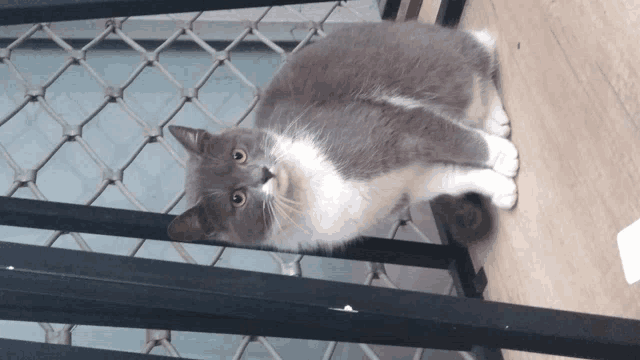 a gray and white cat sitting on a staircase