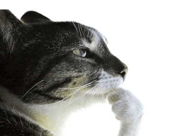 a cat laying down with its paw on its chin