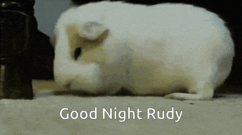 Good Night Rudy GIF - Good Night Rudy Guinea Pig GIFs