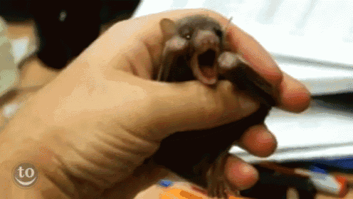 a person is holding a small bat with their mouth open and the word to is on the bottom