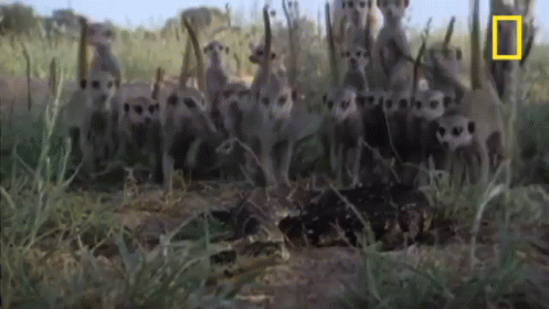 Meerkats Gang! GIF - Meerkats GIFs