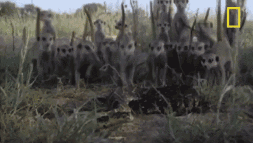 a group of meerkats are standing in a field with a yellow square in the corner