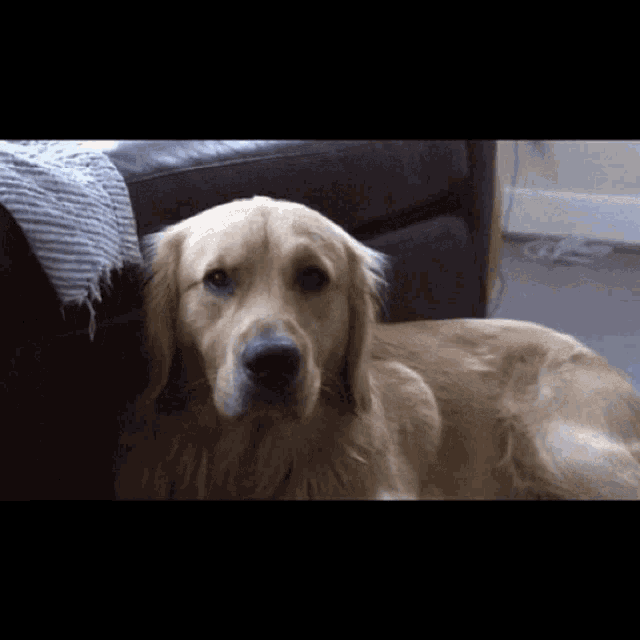 a close up of a dog laying on a couch looking at the camera