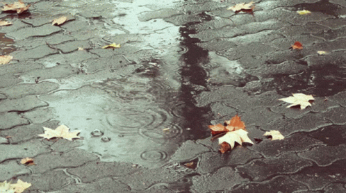 Rain Raining GIF - Rain Raining Fall GIFs