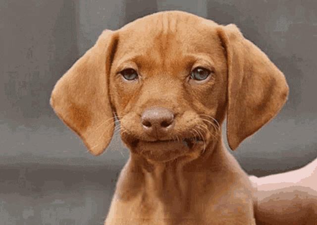 a brown puppy with a sad look on its face is being held by a person