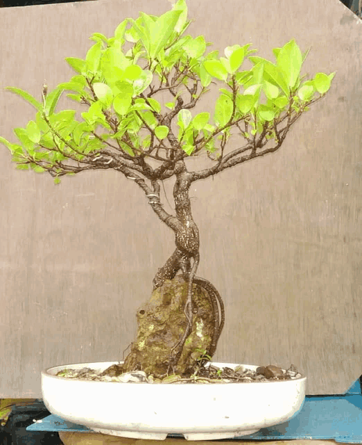 a small bonsai tree in a white pot against a brown wall