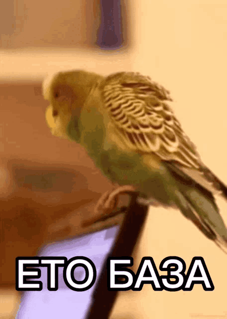a parrot sitting on top of a laptop with the words " eto basa " written below it